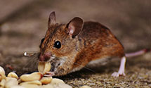 24 Hour & Emergency Exterminators in Crowders, NC